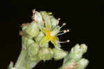 Longleaf buckwheat